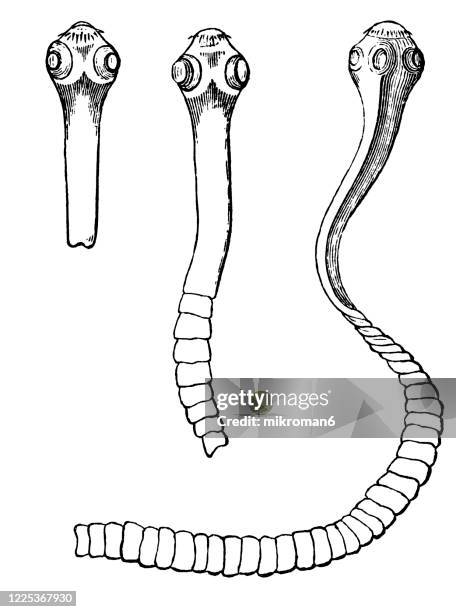 old engraved illustration of tapeworm from the intestine of dog, in different stages - mollusca and scolecida - tenia foto e immagini stock