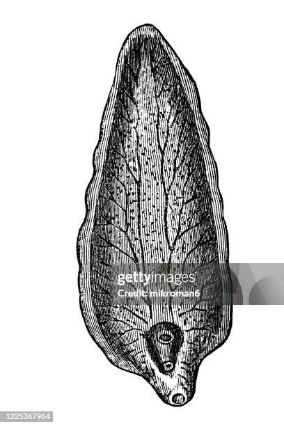 old engraved illustration of liver fluke, distoma - mollusca and scolecida - tapeworm stockfoto's en -beelden