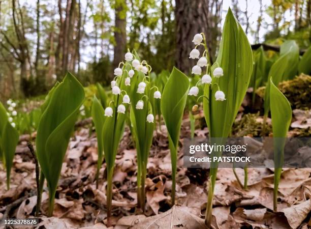 lily of the valley - lily of the valley stock pictures, royalty-free photos & images