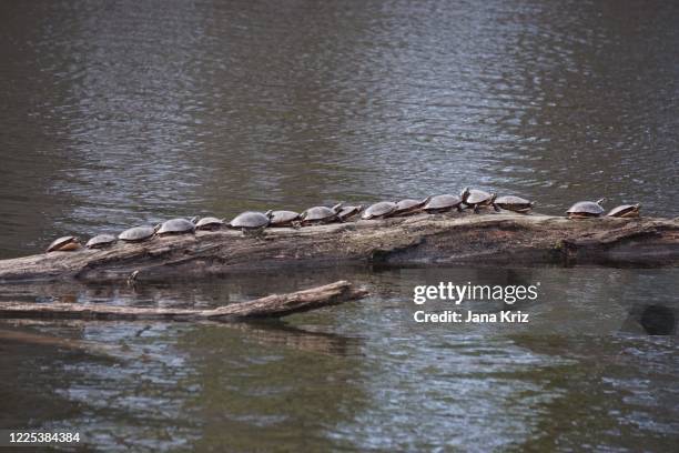 Catching Turtles Photos and Premium High Res Pictures - Getty Images
