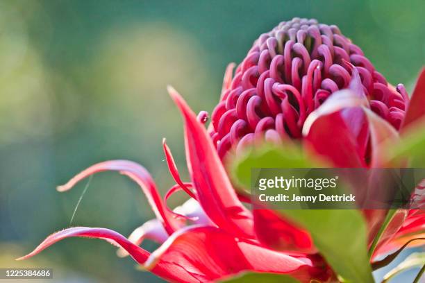 red waratah flower - australian native flowers stock pictures, royalty-free photos & images