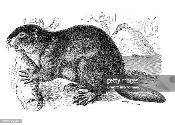 233 Beaver Drawing Photos and Premium High Res Pictures - Getty Images 233 Beaver Drawing Photos and Premium High Res Pictures - Getty Images