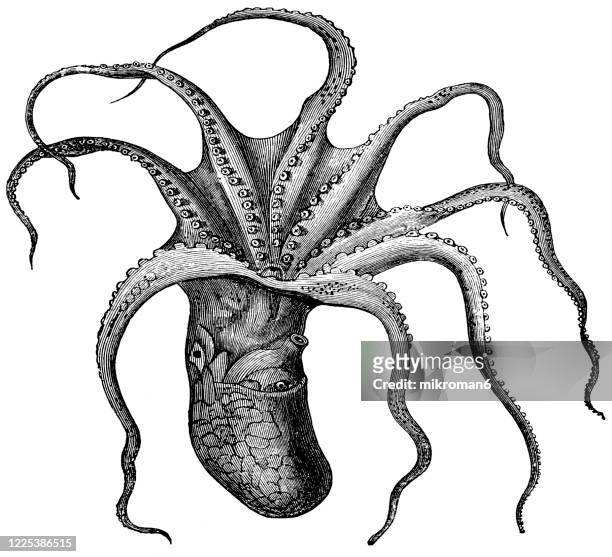 old engraved illustration of musk cuttle-fish - mollusca and scolecida - calamar - fotografias e filmes do acervo
