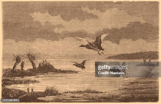 ilustraciones, imágenes clip art, dibujos animados e iconos de stock de patos volando - pheasant bird