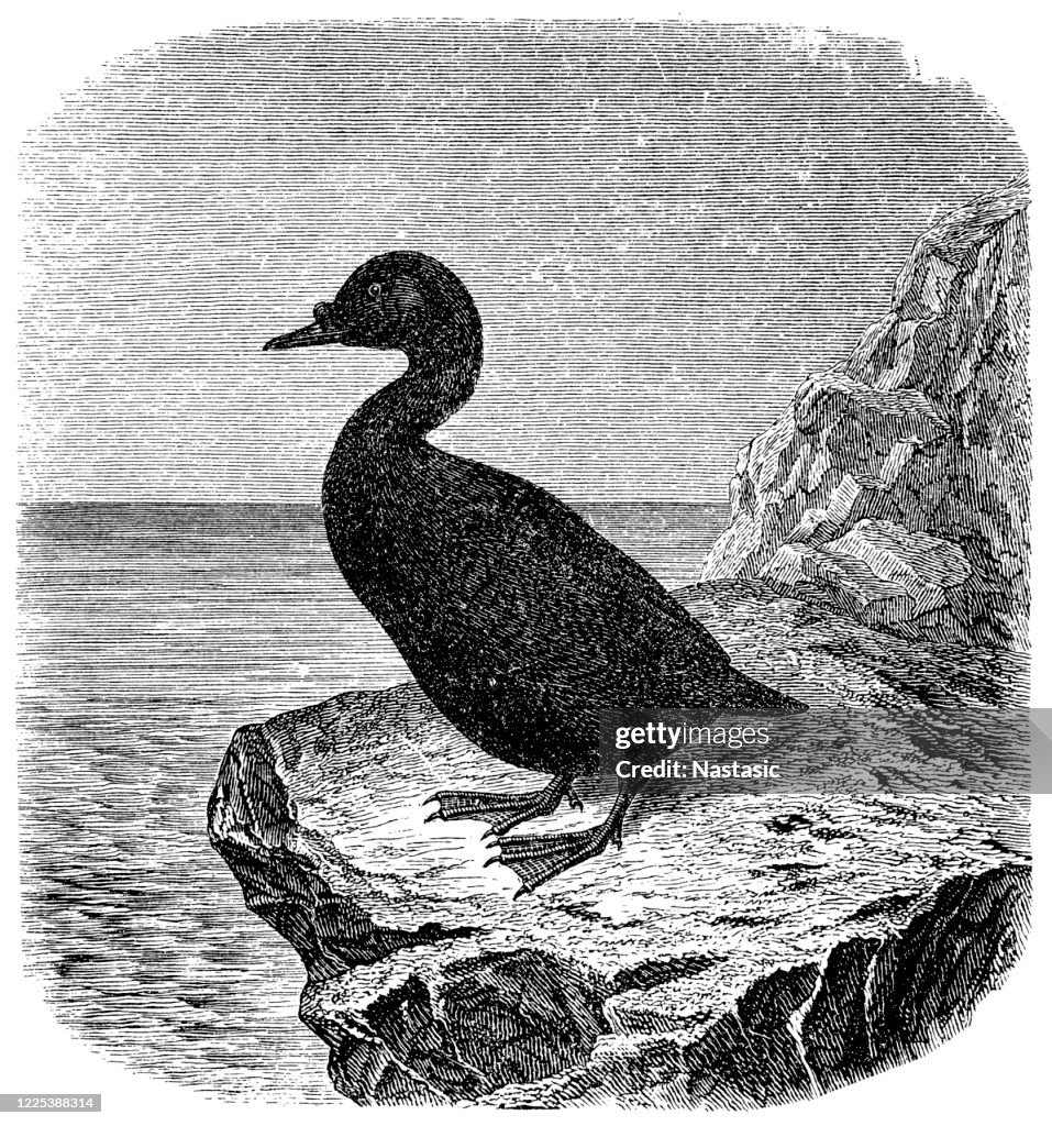 Common scoter (Melanitta nigra) a large sea duck