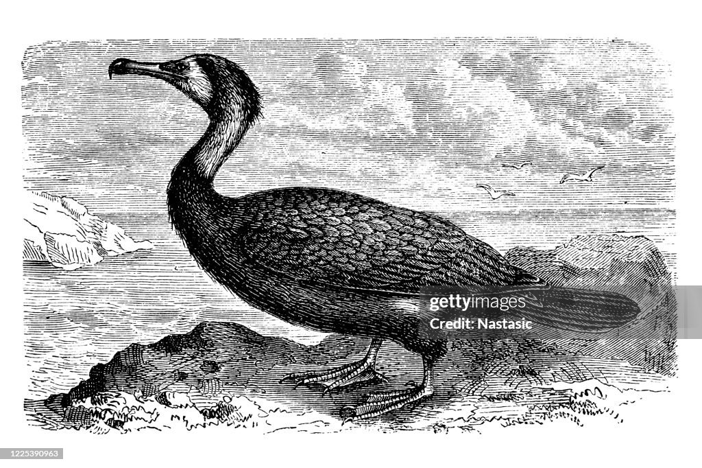 The great cormorant (Phalacrocorax carbo)
