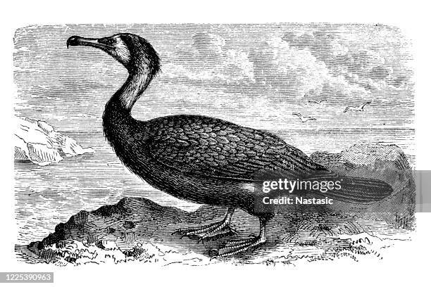 the great cormorant (phalacrocorax carbo) - los cabos stock illustrations