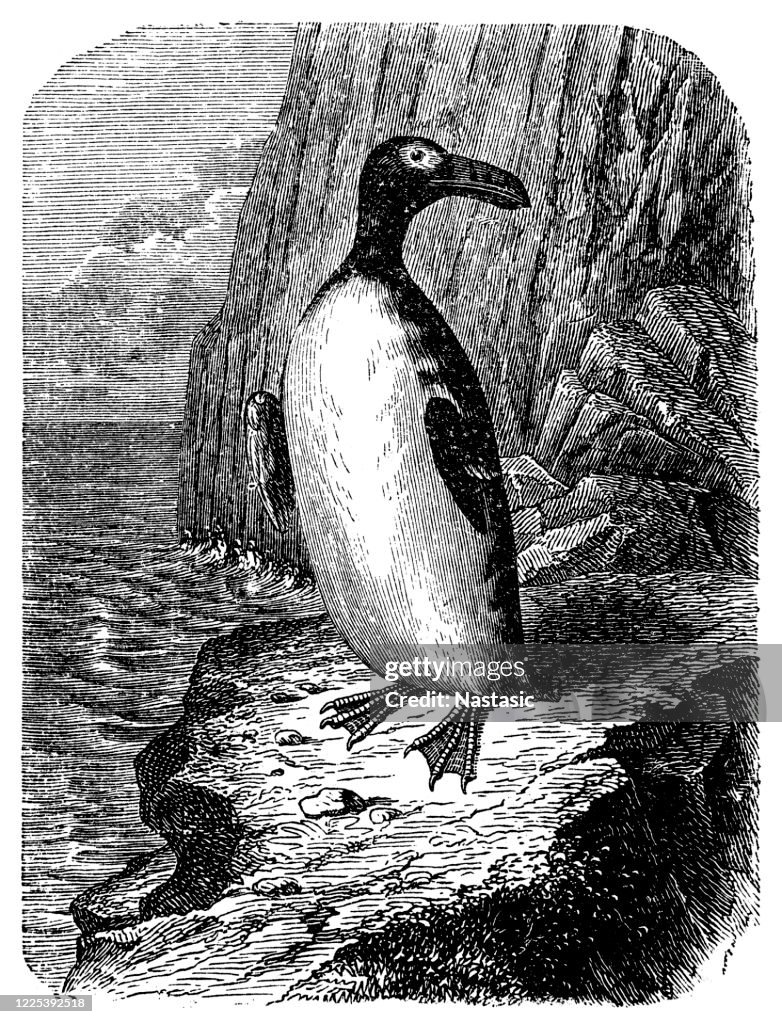The great auk (Pinguinus impennis) is a species of flightless alcid that became extinct in the mid-19th century