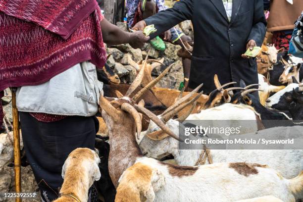 livestock market, amhara region, ethiopia, africa - black goat stock pictures, royalty-free photos & images