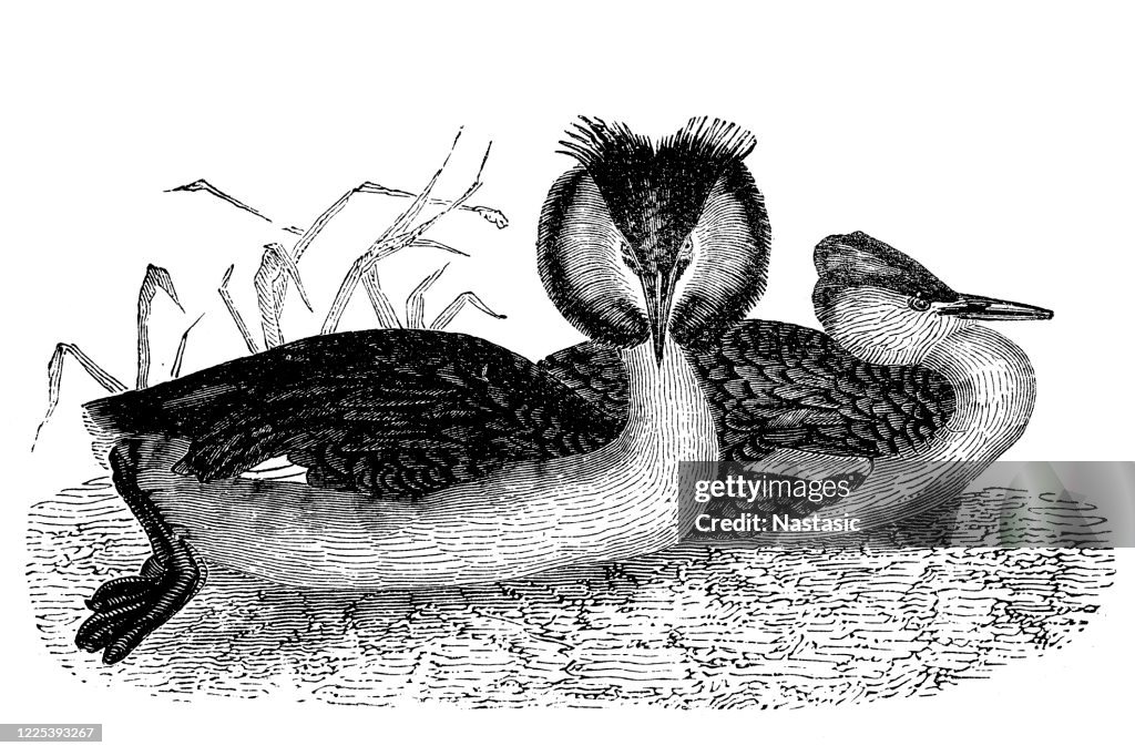 O grande grebe crested (Podiceps cristatus)