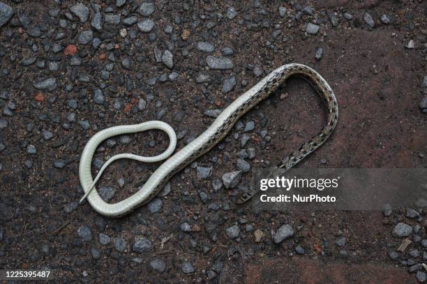 The body of a baby Buff Striped Keelback snake, a victim of Roadkill in Tehatta, Nadia, West Bengal, India on July 8, 2020.