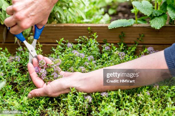 frau picking frische thymian blumen im freien im kräutergarten - kräutergarten stock-fotos und bilder