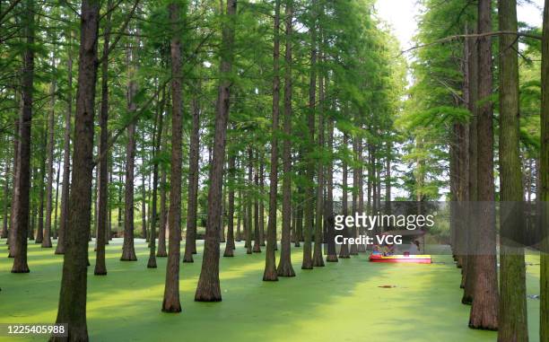 Tourists take a boat tour in the water Metasequoia forest of Luyang Lake Wetland Park on May 17, 2020 in Yangzhou, Jiangsu Province of China.