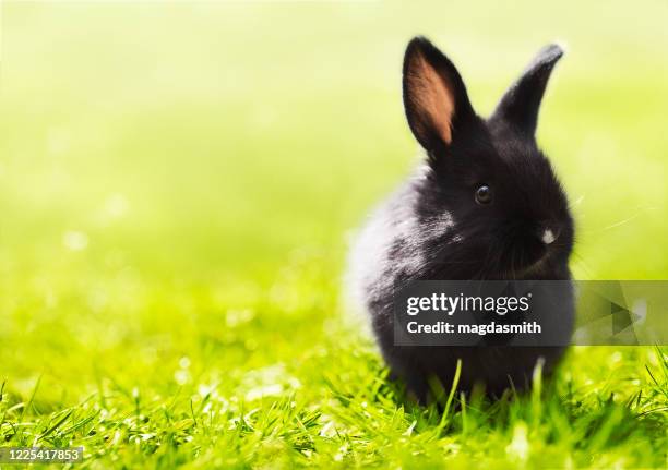 pequeño conejo negro sentado en la hierba - magdasmith fotografías e imágenes de stock