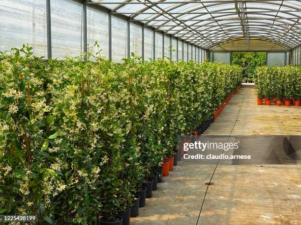 vivaio vegetale - centro-per-il-giardinaggio foto e immagini stock