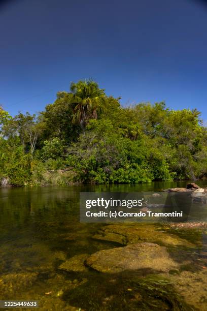 um rio limpo cercado de árvores - limpo fotografías e imágenes de stock