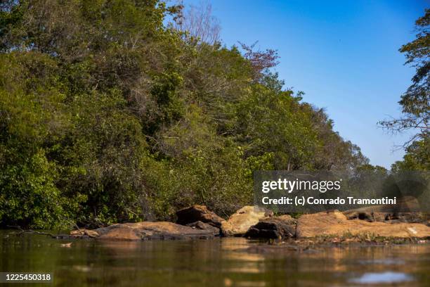 um rio limpo cercado de árvores - limpo stock pictures, royalty-free photos & images