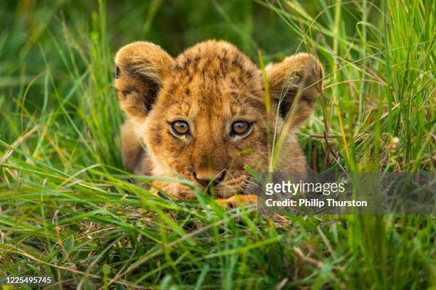 leuke zitting van de leeuwwelp in het lange gras dat camera bekijkt - lion cub stockfoto's en -beelden
