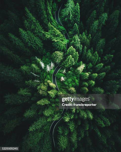 high angle view in washington state - treetop imagens e fotografias de stock