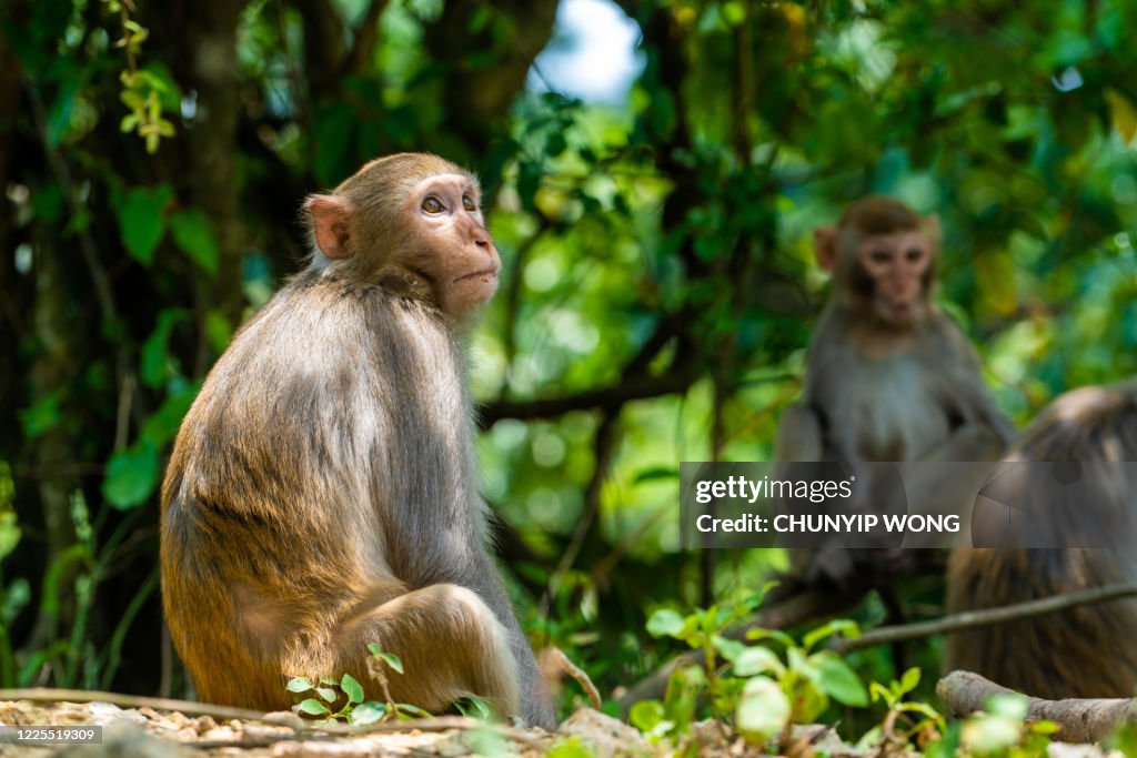 Macachi selvatici di vita quotidiana-Scimmia seduto lì