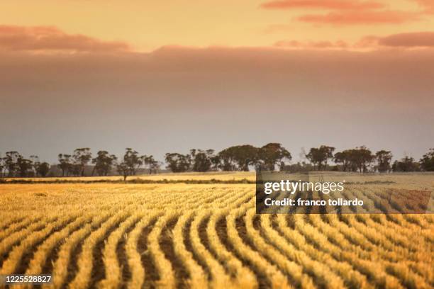 wheat fields in summer time - western australia farm stock pictures, royalty-free photos & images