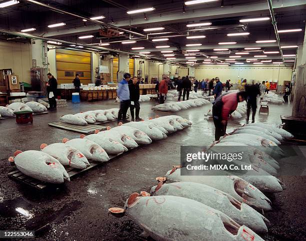 tsukiji fish market, chuo, tokyo, japan - mercato del pesce di tsukiji foto e immagini stock