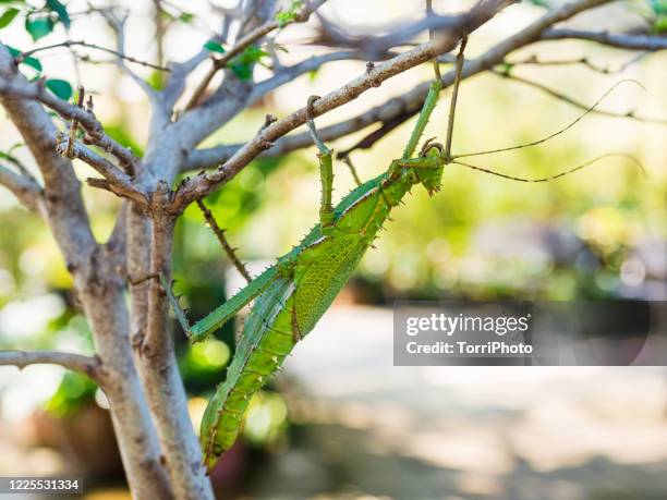 Karikanni Insect Giant Prickly Stick Insect Photos et images de collection - Getty Images