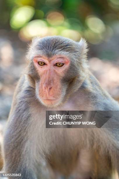 wilde makaken des alltags-affen sitzen dort - 3 wise monkeys stock-fotos und bilder