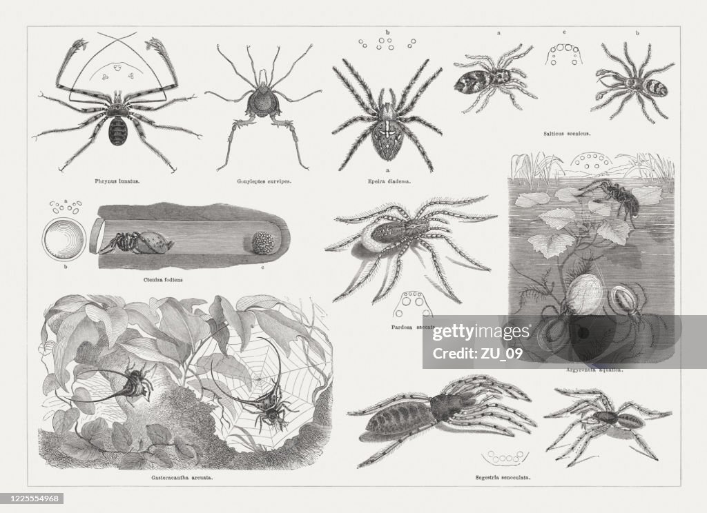Different spiders, wood engravings, published in 1884