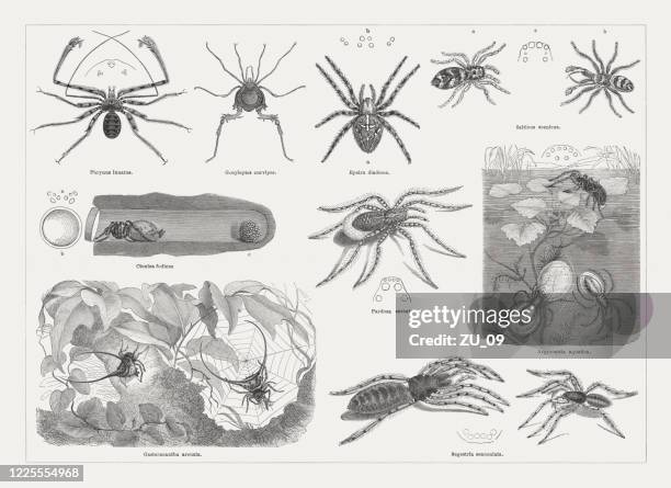 different spiders, wood engravings, published in 1884 - trapdoor spider stock illustrations