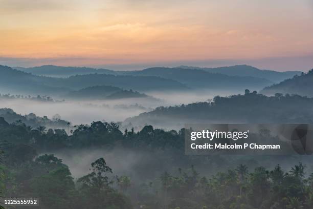 misty hills at sunrise, munnar, kerala, india - munnar stock-fotos und bilder