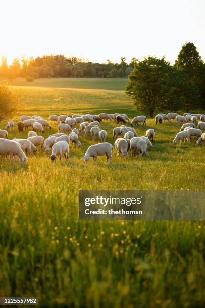 a group of grazing sheep on hilly landscape during sunset, bavaria, germany - lamm tier stock-fotos und bilder