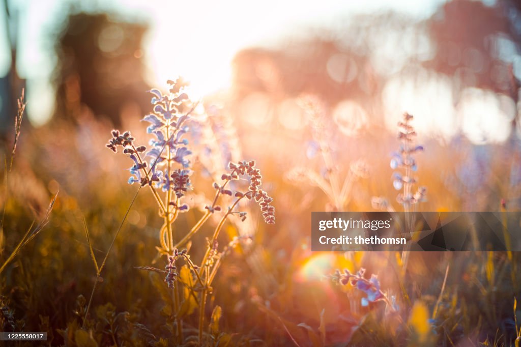 Wild flowers against sunset, Germany