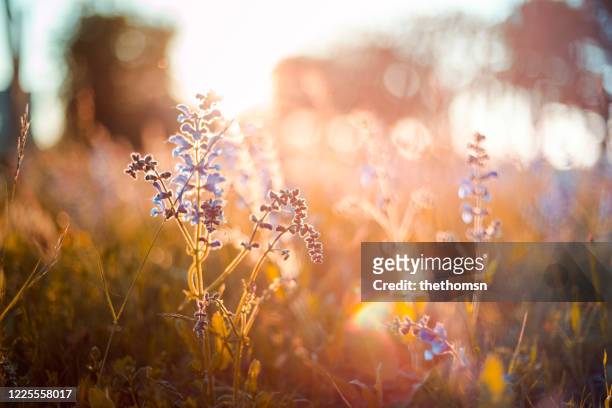 wild flowers against sunset, germany - frühling stock-fotos und bilder
