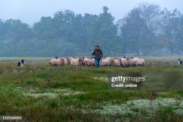 A shepherd guiding a flock of sheep through a foggy forest at sunrise, symbolizing guidance and herd mentality.