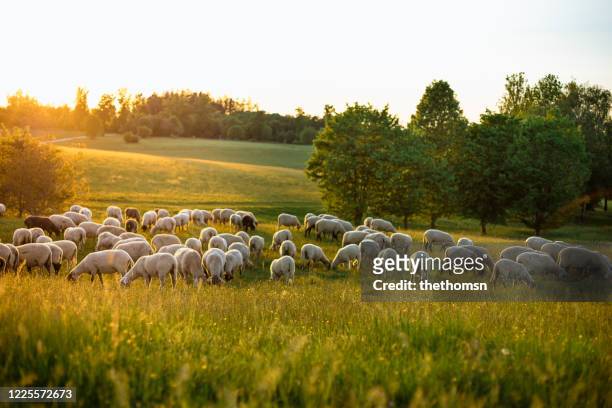 a group of grazing sheep on hilly landscape during sunset, bavaria, germany - lamb stock-fotos und bilder
