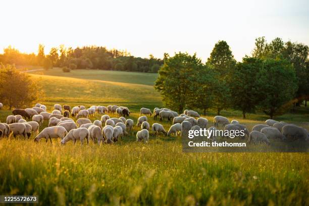 a group of grazing sheep on hilly landscape during sunset, bavaria, germany - agnello animale foto e immagini stock