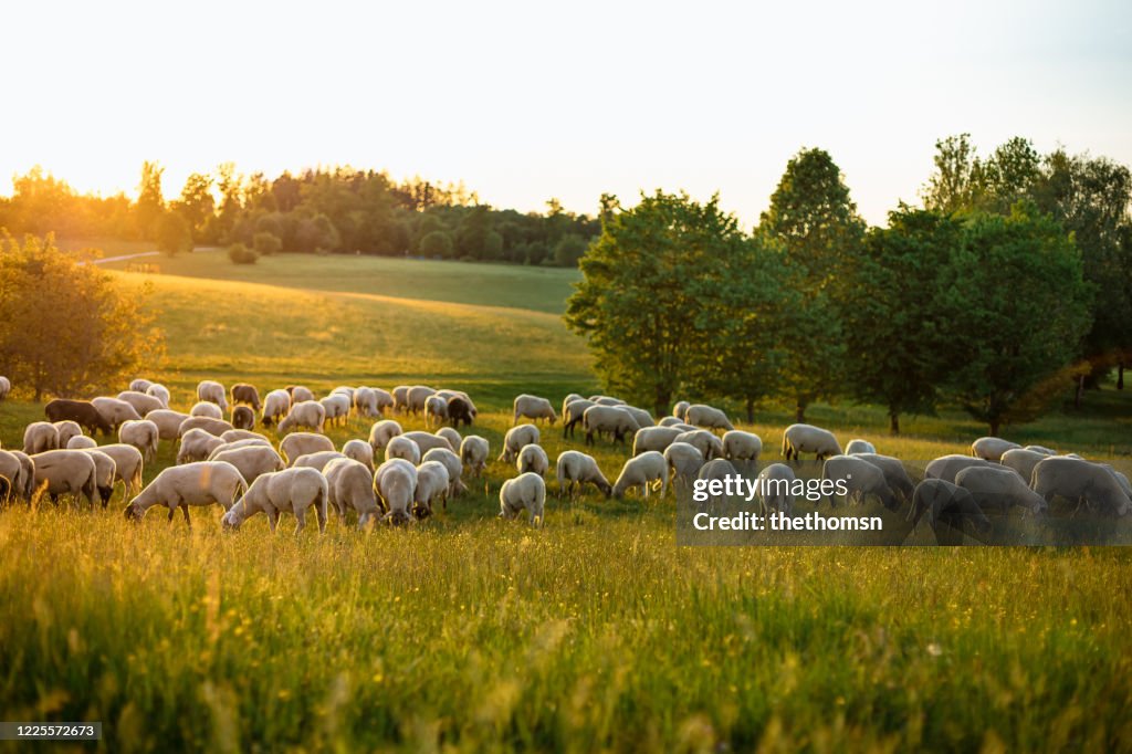 A group of grazing sheep on hilly landscape during sunset, Bavaria, Germany