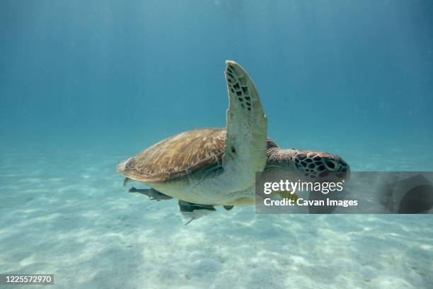 sea turtle in the tropical seas - pacific ridley turtle stock pictures, royalty-free photos & images