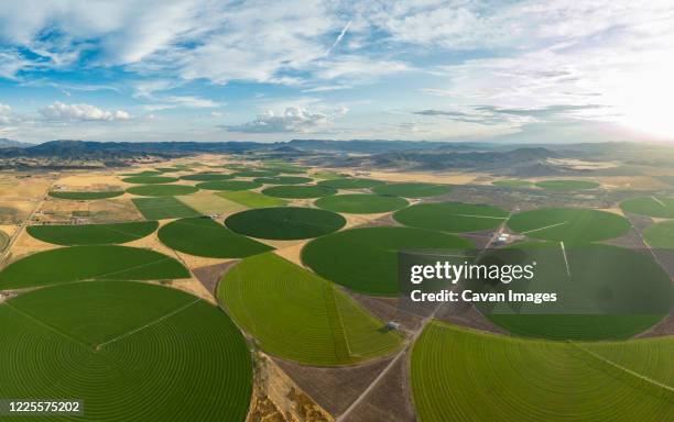 green crop circles grow in a remove nevada desert - graancirkel stockfoto's en -beelden