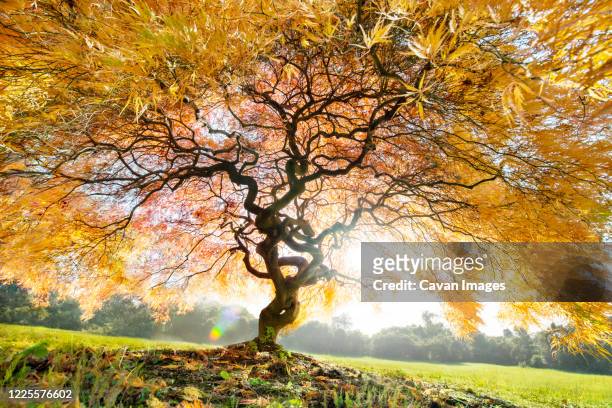 japanese maple brilliant autumn display - pennsylvania nature stock pictures, royalty-free photos & images