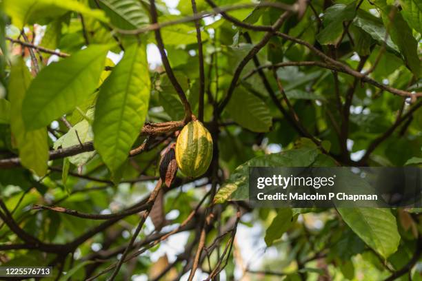 cocoa pods on tree in a plantation, palakkad, kerala, india - cacao tree stock-fotos und bilder