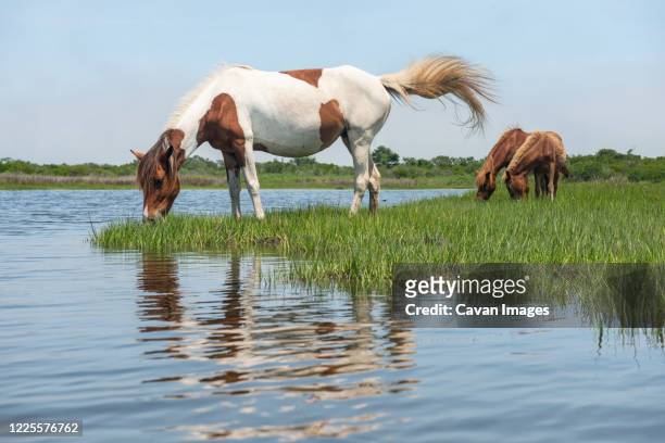 wild ponies on maryland coast line from kayak - ocean city maryland stock-fotos und bilder