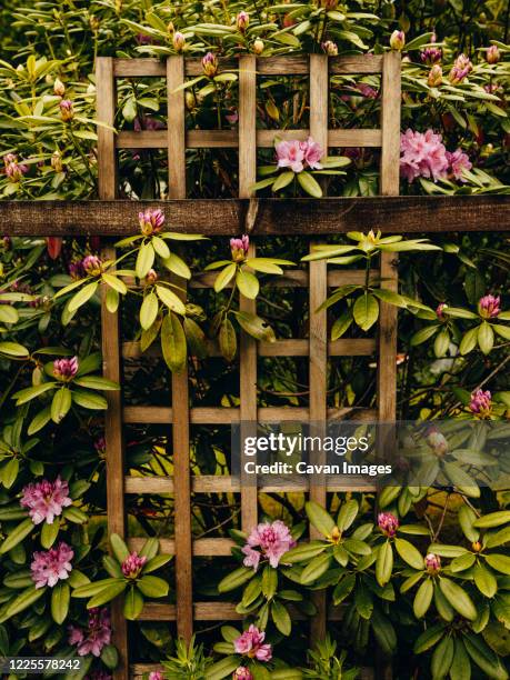 purple rhododendrons on wood trellis in scotland - spalier stock-fotos und bilder