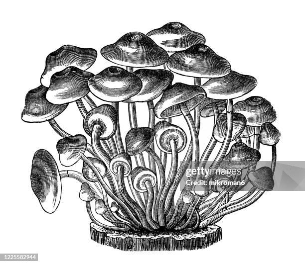 old engraved illustration of smaller fasciculate agaric, armillaria mellea, honey fungus - fungi and mushrooms and their affinities - black and white vegetables stock pictures, royalty-free photos & images