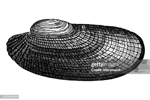 Angel Shell Angel Wing Shell Photos and Premium High Res Pictures - Getty Images