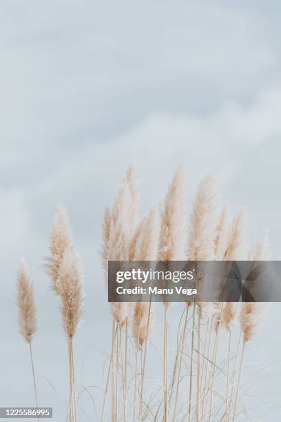 abstract natural background of soft plants pampas grass in the sky - pampas grass stock-fotos und bilder