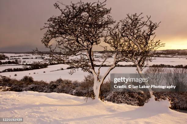 postling, kent, england, uk. 27 december 2005. trees in snow at sunset on postling down. - south east england stock pictures, royalty-free photos & images