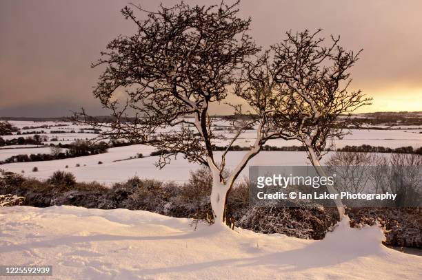 postling, kent, england, uk. 27 december 2005. trees in snow at sunset on postling down. - south east england 個照片及圖片檔