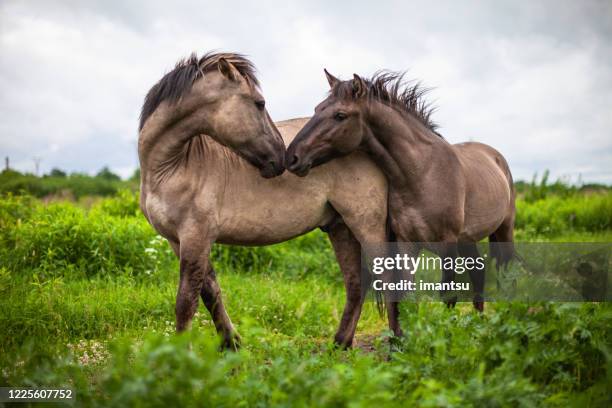 wild horses in the meadow - mustang stock pictures, royalty-free photos & images